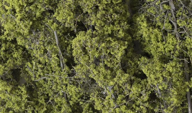 Hovedbilde Fine-Leaf Foliage™ Lysegrønn - Woodland ...